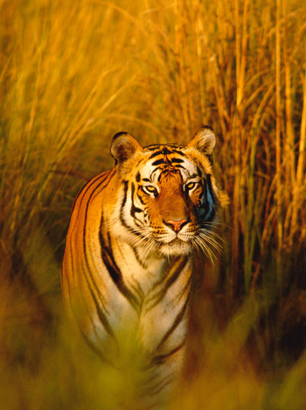 Bengal tiger, Bandhavgarh NP, Madhya Pradesh, India