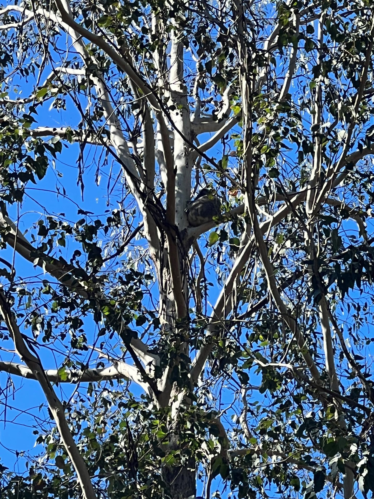 Koala in the wild near Koala Hospital