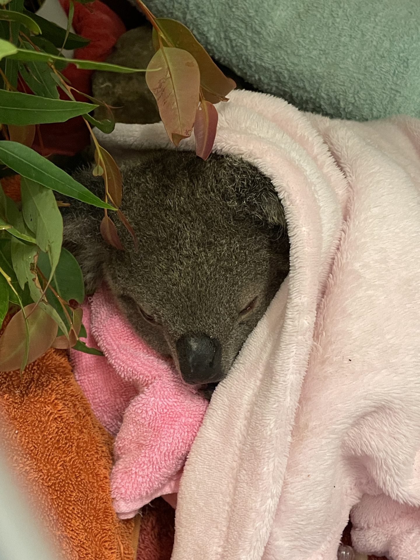 Injured Koala